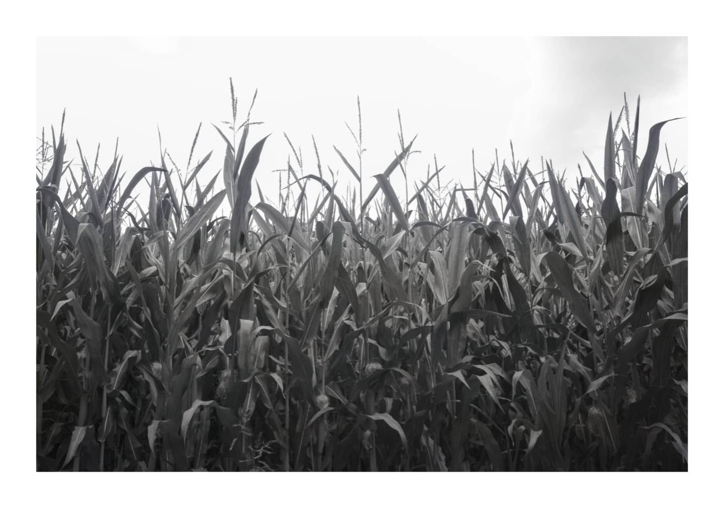 Cornfield under an overcast sky