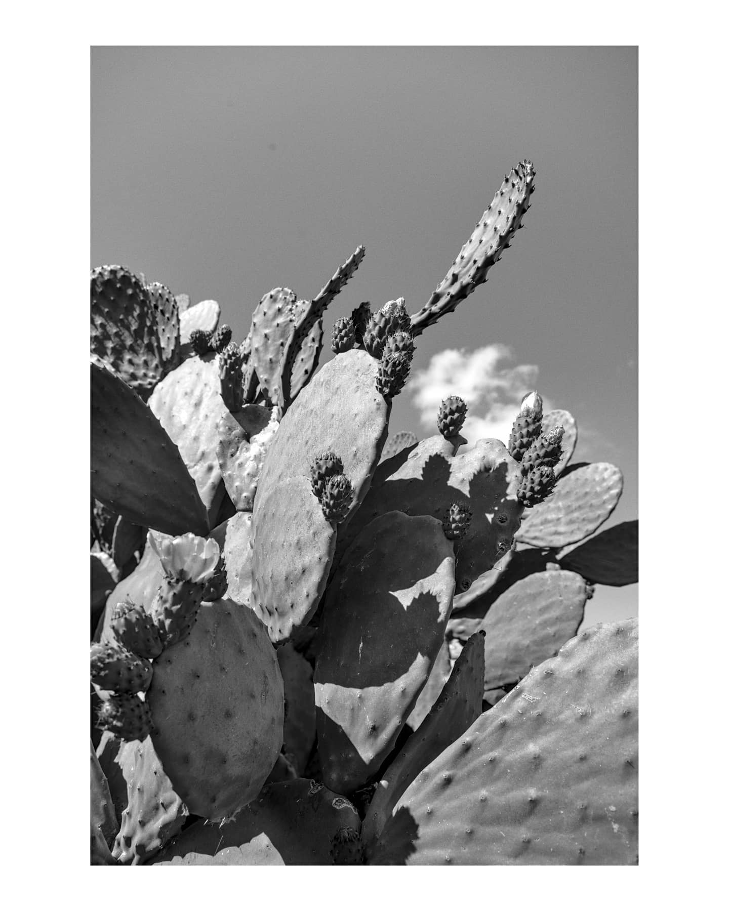 Prickly pear cactus